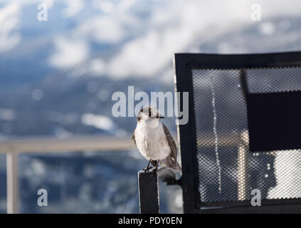 Oiseau perché sur une chaise avec la montagne enneigée en arrière-plan. Banque D'Images