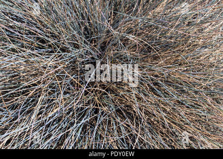 Festuca Cinerea herbe décorative, Close up. Banque D'Images