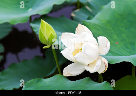 Fleur de lotus blanc et bud. Hue, Vietnam Banque D'Images