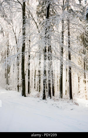 La forêt enneigée en hiver, Höchsten, près de Illwangen, Bade-Wurtemberg, Allemagne Banque D'Images