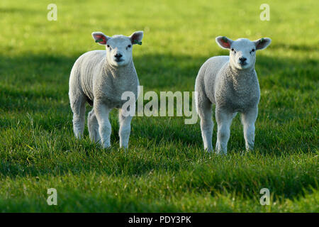 (Ovis), deux agneaux dans un pré, Texel, Hollande du Nord, Pays-Bas Banque D'Images