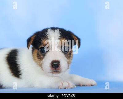 Jack Russell Terrier, brun et blanc, tricolore chiot, 6 semaines, animal portrait, studio shot, Autriche Banque D'Images