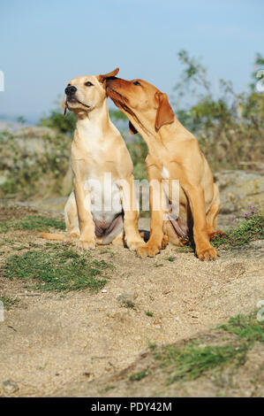 Deux retrievers du Labrador, chiot, jaune, 9 semaines, Autriche Banque D'Images