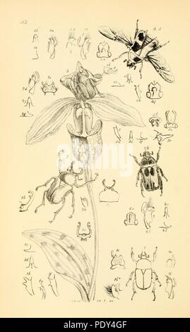 Arcana entomologica, ou des illustrations, de nouveau, rare, et intéressant les insectes (Pl. 33) Banque D'Images