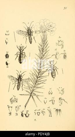 Arcana entomologica, ou des illustrations, de nouveau, rare, et intéressant les insectes (Pl. 75) Banque D'Images