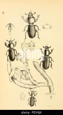 Arcana entomologica, ou des illustrations, de nouveau, rare, et intéressant les insectes (Pl. 87) Banque D'Images