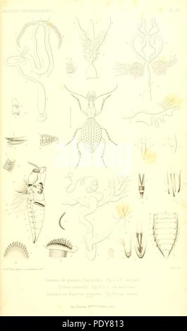 Archives entomologiques, ou, Recueil contenant des illustrations d'insectes nouveaux ou rares (Pl. XV) Banque D'Images