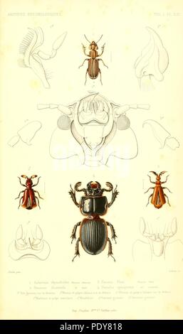 Archives entomologiques, ou, Recueil contenant des illustrations d'insectes nouveaux ou rares (Pl. XXI) Banque D'Images