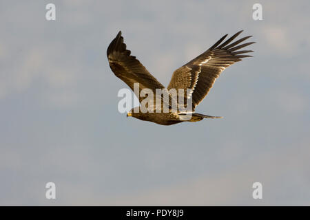 Vliegende schreeuwarend. L'aigle pomarin flying Banque D'Images