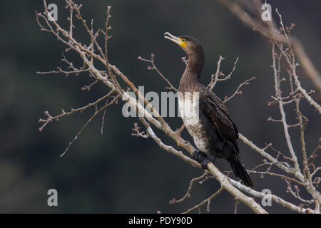 Grand cormoran Phalacrocorax carbo ; Banque D'Images