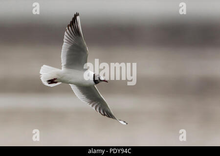 Mouette commune ; Croicocephalus ridibundus Banque D'Images