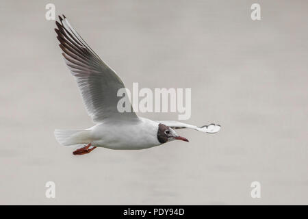 Mouette commune ; Croicocephalus ridibundus Banque D'Images