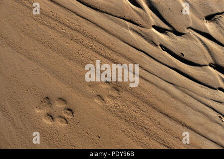 Le Coyote (Canis latrans), des empreintes de pas dans le sable. Wilderness Ojito, New Mexico, USA. Banque D'Images