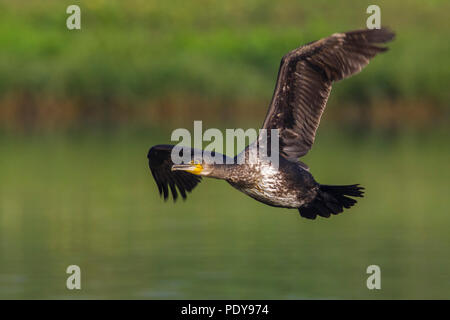 Grand cormoran Phalacrocorax carbo ; Banque D'Images