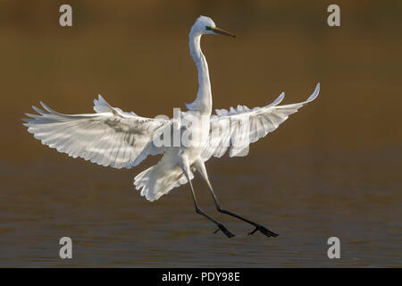 Grande Aigrette ; Casmerodius albus Banque D'Images