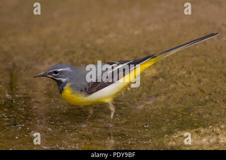 Bergeronnette des ruisseaux Motacilla cinerea ; Banque D'Images