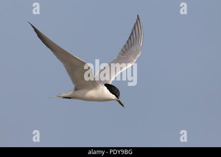 Flying Gull-billed Tern adultes ; Gelochelidon nilotica Banque D'Images