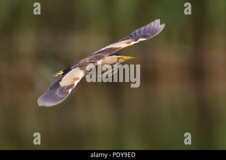 Battant ; Blongios nain Ixobrychus minutus ; Banque D'Images