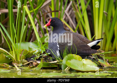 La Gallinule poule-d'adultes ; Gallinula chloropus Banque D'Images