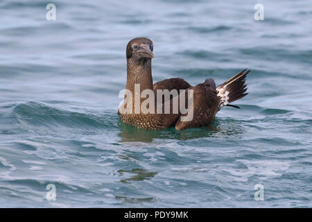 Bassan juvéniles (Sula bassana ; Morus bassanus) natation Banque D'Images