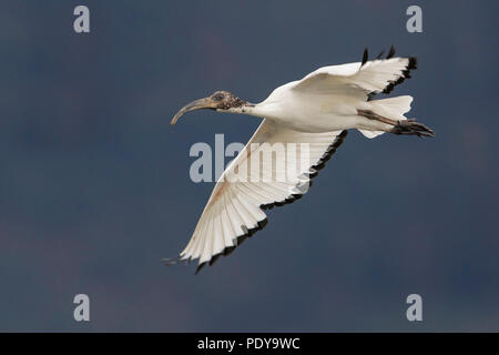 Ibis sacré (Threskiornis aethiopicus) Banque D'Images