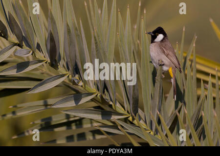 White-eared Bulbul (Pycnonotus leucotis) Banque D'Images