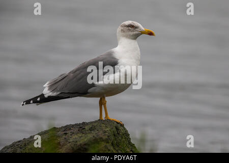 Goéland argenté ; Atlantique ; Larus michahellis Atlantis Banque D'Images