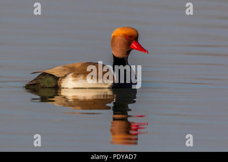 Natation adulte masculin ; Nette rousse Netta rufina Banque D'Images