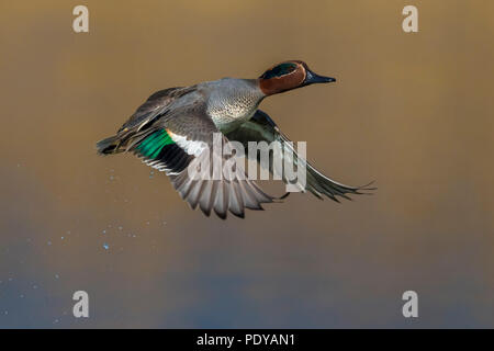 Hommes volants ; Anas crecca Common Teal Banque D'Images