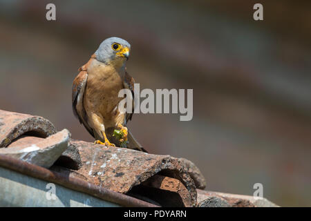 Faucon crécerellette (Falco naumanni) mâle sur roof tile Banque D'Images