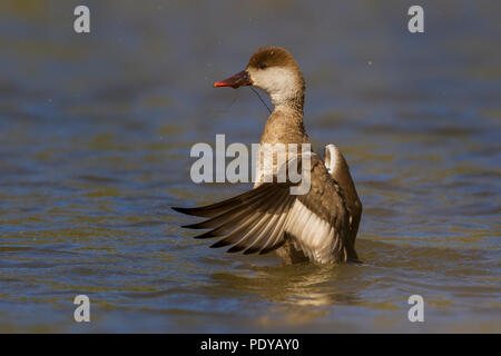 Nette rousse Netta rufina ; Banque D'Images