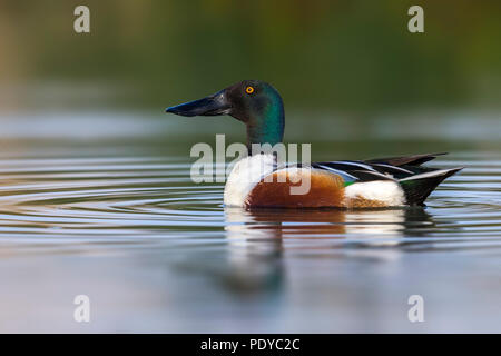 Natation drake du Canard souchet, Anas clypeata Banque D'Images