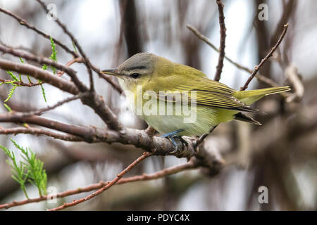 Red-eyed Vireo Vireo olivaceus ; Banque D'Images