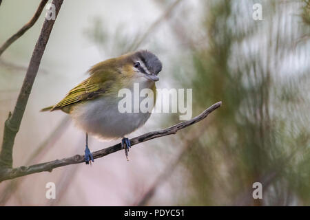 Red-eyed Vireo Vireo olivaceus ; Banque D'Images