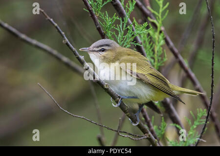 Red-eyed Vireo Vireo olivaceus ; Banque D'Images