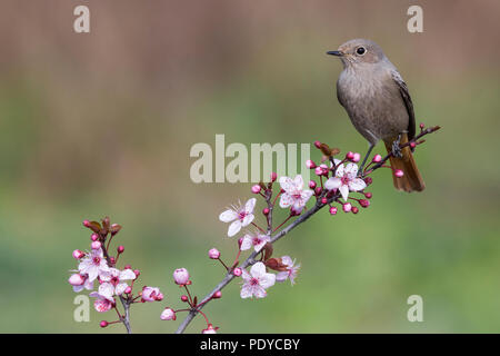 Rougequeue noir femelle (Phoenicurus ochruros gibraltariensis) perché en succursale avec fleur rose Banque D'Images