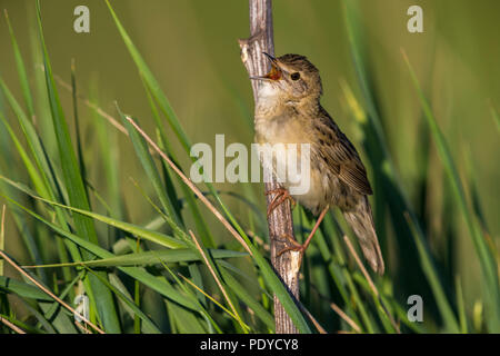 Sous-espèce orientale de Grasshopper Warbler ; Locustella naevia straminea Banque D'Images