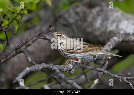 Pipit à dos olive Anthus hodgsoni yunnanensis ; Banque D'Images