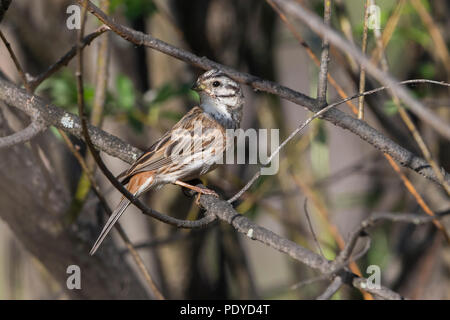 Pine Bunting X Yellowhammer Emberiza leucocephala hybride ; X Emberiza citrinella Banque D'Images