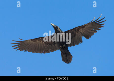 Battant ; Raven Corvus corax Banque D'Images