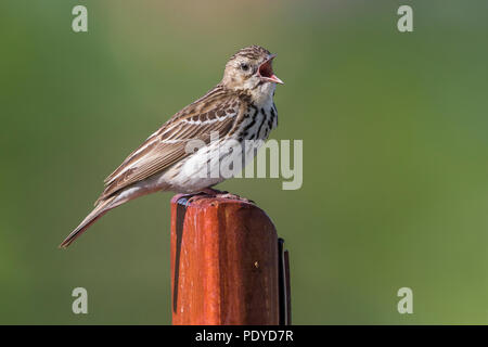 Pipit des arbres Anthus trivialis ; Banque D'Images