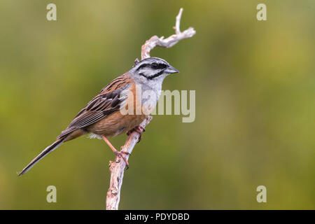 Mâle adulte Rock Bunting Emberiza cia ; Banque D'Images