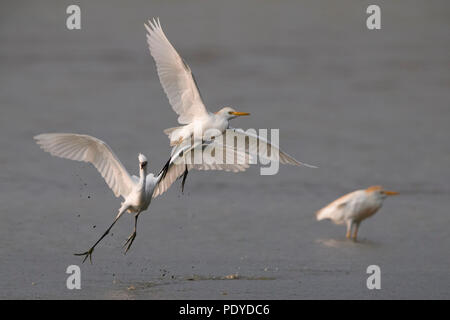 L'aigrette garzette et le Héron garde-boeufs Bubulcus ibis ; Banque D'Images