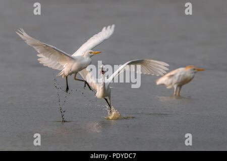 L'aigrette garzette et le Héron garde-boeufs Bubulcus ibis ; Banque D'Images