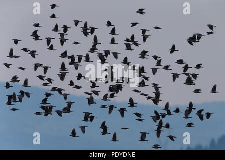 Troupeau de Choucas eurasien (Corvus monedula), volant à leur roost Banque D'Images