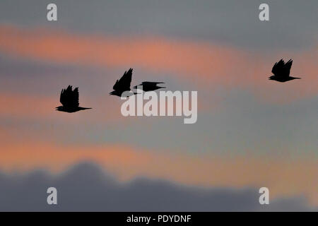 Quatre Choucas eurasien (Corvus monedula) appelant comme ils volent à leur roost Banque D'Images