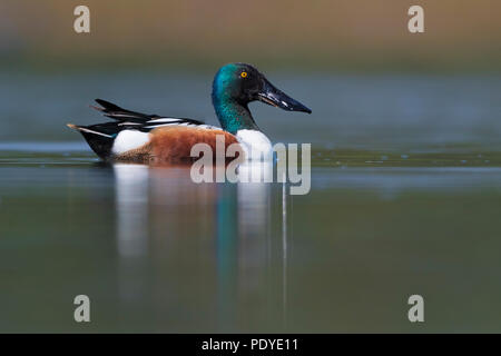 Le Canard souchet mâle de natation ; Anas clypeata Banque D'Images