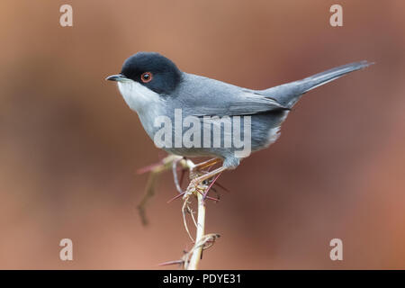 Paruline sarde mâle ; Sylvia melanocephala Banque D'Images