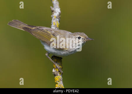 Western Bonelli's Warbler Phylloscopus bonelli ; Banque D'Images