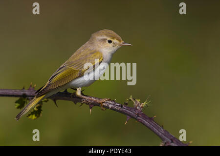 Western Bonelli's Warbler Phylloscopus bonelli ; Banque D'Images